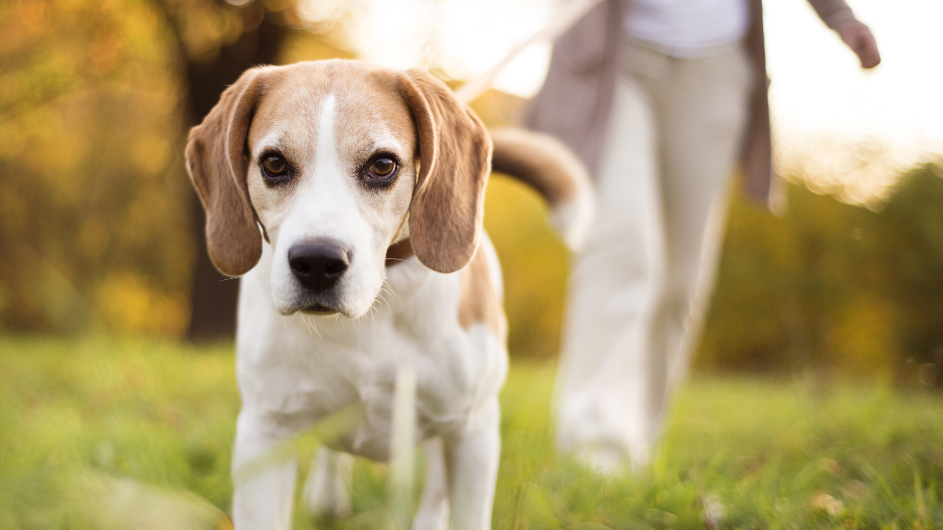 beagle-walking-on-lead-with-blurry-owner-behind